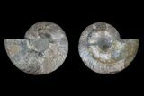 Agate Replaced Ammonite Fossil - Madagascar #166905-1